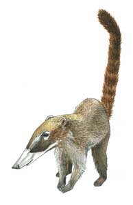 Coati image