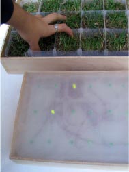 electric grass image
