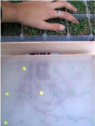 electric grass image