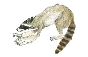 Raccoon image