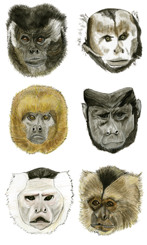 l-r: S. nigritus, S. xanthosternos, S. flavius, S. apella, C. capucinus, C. olivaceus