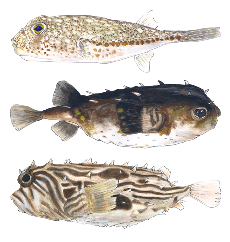 T. ocellatus, A. pilatus, C. choepfi