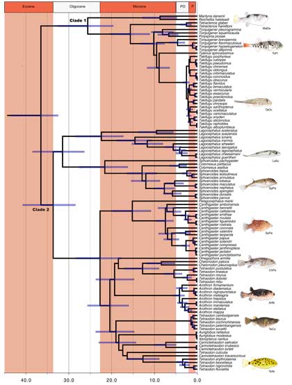 Figure 1. Timetree of Tetraodontidae produced by the analysis of the concatenated 8-genes matrix using BEAST 1.6.2. Bars indicate 95% HPD.