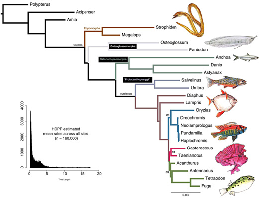 Figure 1. Maximum likelihood phylogram of ray-finned fish relationships based upon UCE sequences