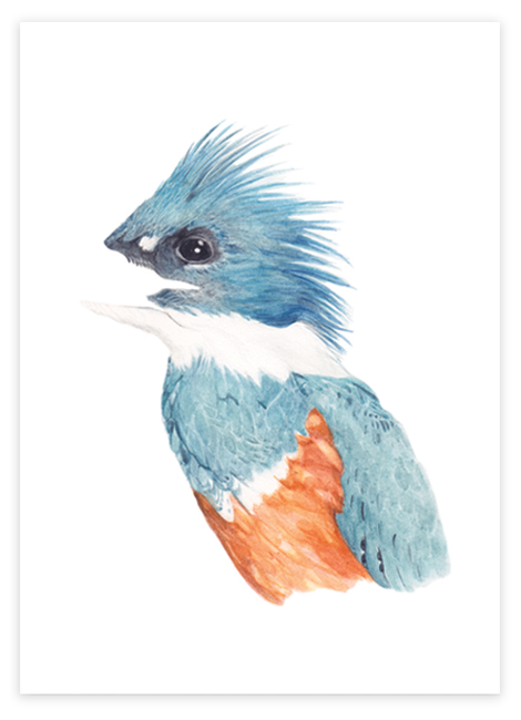 kingfisher image