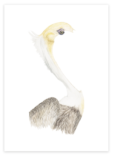 pelican image