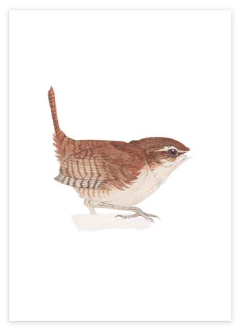 wren image