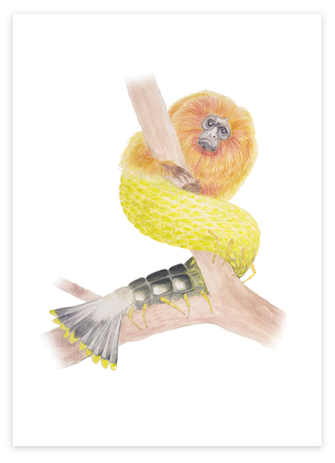 yellow chimera image